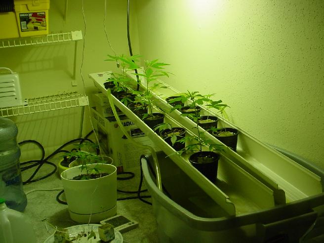 The one's on the left were the clones, the one's on the right tray were the seedlings from the bagseed.