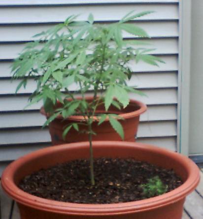 I just transplanted the smaller plant into a very large pot. It took over 2 cubic feet of soil mix. Its already branched out into 8 branches. 