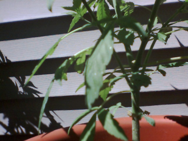 Close-up shot of the smaller plants main stem and branches.