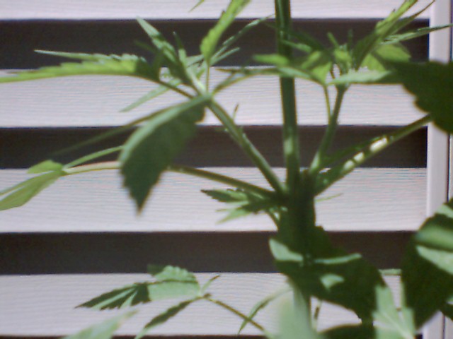 Middle branches of smaller plant.