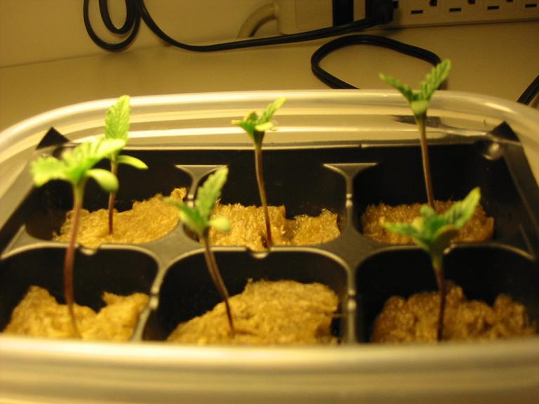 NL to the right, the rest are bagseed except for the far middle I think which is S afr DP X Skunk, if not its the other middle one, that particular strain wasnt a very good germinator and only 1 of 3 sprouted.  The bagseed has the biggest range in quality but also the biggest leaves (anyone know if this is common in lower quality cannibus that is grown for speed maybe or do I possibly have a good strain, the bud it came from was good mids with seeds compressed a little but with many seeds intact)