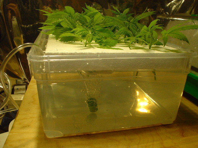 clones of big bud in water with a bubbler to over oxygenate the water for roots to appear