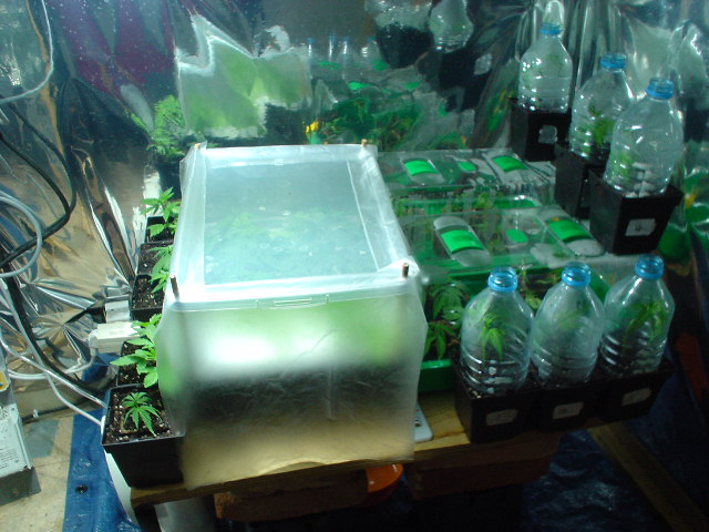 i've tried another type of cloning with alf a cutted bottle on top of a pot with a clone inside as you can see on the right... ok i have about 40 clones and no more space......