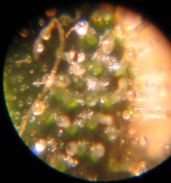 WW Trichome pic