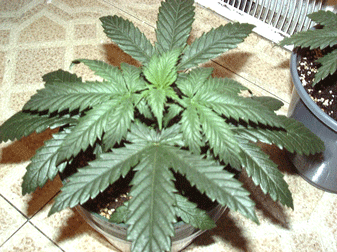 Think this one's showing a little of the indica side :)