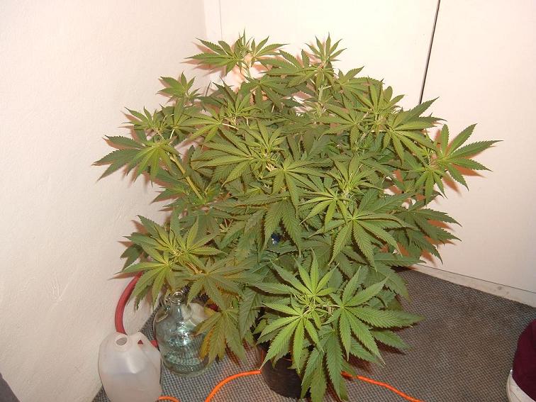 she is gonna have lots of flowers.(middle right) straight godsbud.
