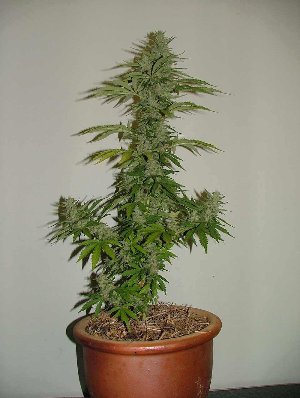 full plant with pot. this plant was harvested 10 min after photos were taken. ill post the dried product back here.