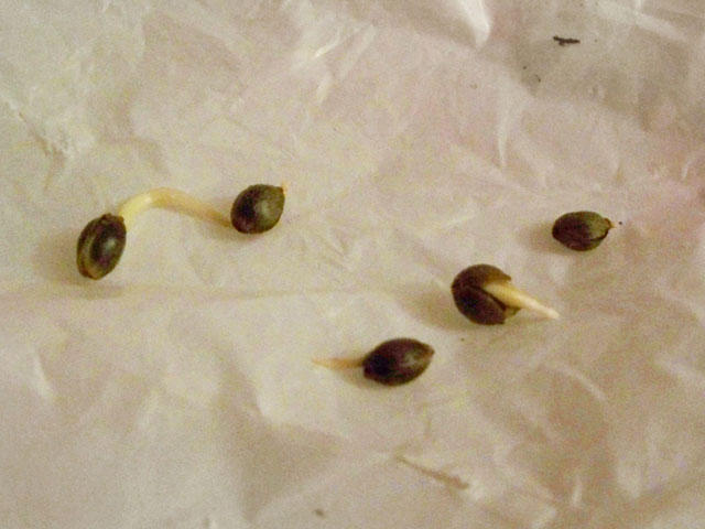 here are the seeds after germinating in a paper towel for a week and a half