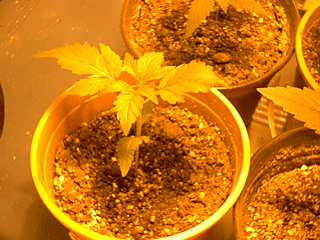 plant 4 at 11 days.