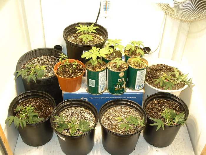 Things are going good in here too. I have some new plants up and coming, and even a little wild spearmint.