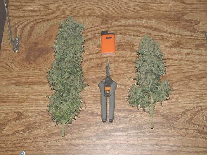 Large Romeo and Glass Slipper colas harvested