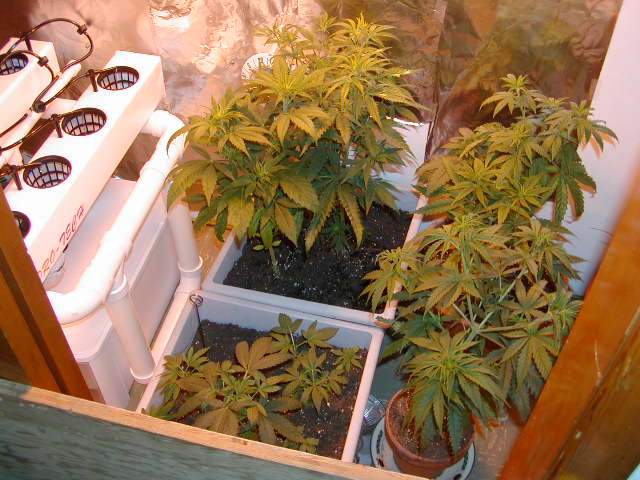 just some of the veg shots