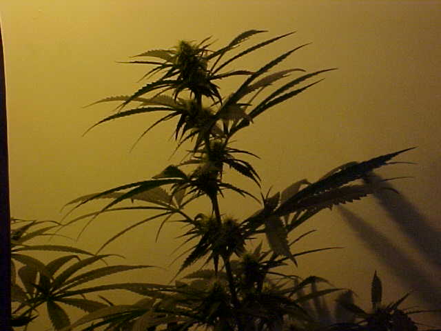 Some buds nicely growing.  Sorry for bad picture quality - the HPS was messing with my cam.