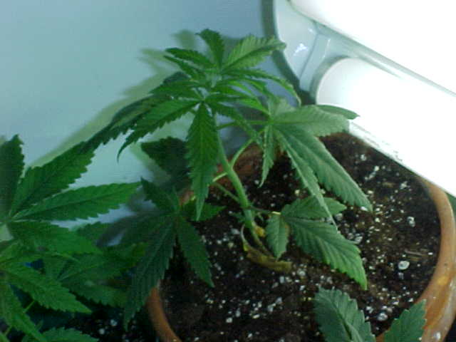 One of my plants into their vegetative stage.  Sadly this one turns out to be a male.