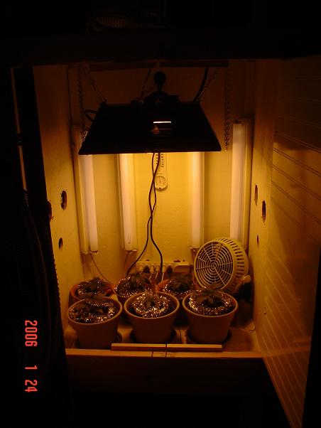 Here she is my Creation,Has 6 fans computer style, 2 desk fans , 400 watt HPS ,80 watts flur and I will add more. big hole in top for when plants get tall I will move light outside case but will not loose any light I cut whole to fit exact. Inside box is painted all white.. doors are made of white bathroom panaling . Just a trow together but should work well for my interest ..