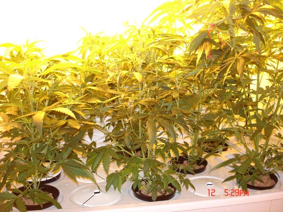 Blooming area. From left, B.C. Blue #1, NL, Amsterdam Bubblegum