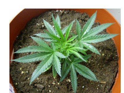 This is a shot of the clone only a week after transplanting.