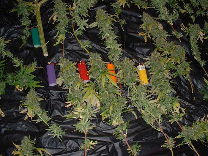 This is a shot of part of our MOM harvest...any bic lighters you see are standard size Bic Lighters...taken 05-31-04