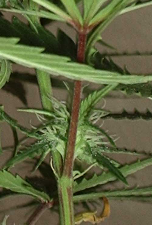 She has had some red stems since early in veg, but not as bright as this one and others appearing now.  What to do? :(