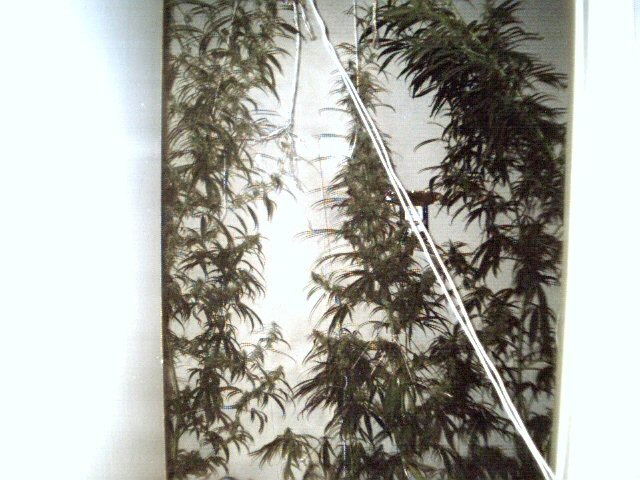 picture takentoday...   lookin straight thru the door (plant #3 on the left, #1 onthe middle and #4 on the right)