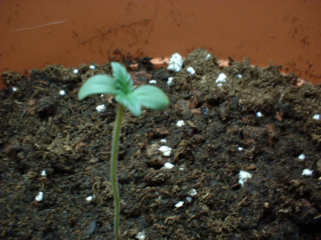 Sprouting 