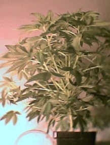 Looks deceiving, but it's only about a foot tall.  You can see around the 6th node where I added Blast Off 8 days ago, just before 12/12 (see canopy closeup next picture).  Lower nodes are packed tight, and I didn't think the plant was jonesin for anything more, but look what it did with the nitro boost!  Those lower branches were perfect for taking clones.