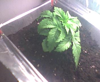I'm guessing its indica. Very bushy and green, has a nice smell also.