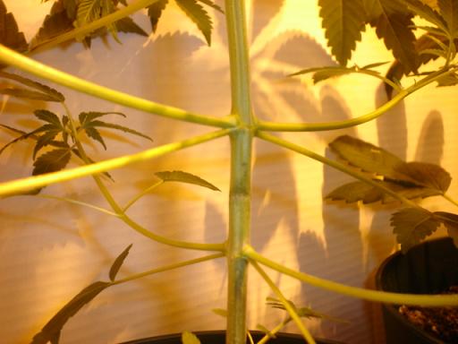 I'm trying a new method of growing called SuperCropping. Your suspose to pinch inbetween two nodes and it forms a knuckle and makes ur side branches grow more bushy and much more. This plant was pinched about two days ago.
