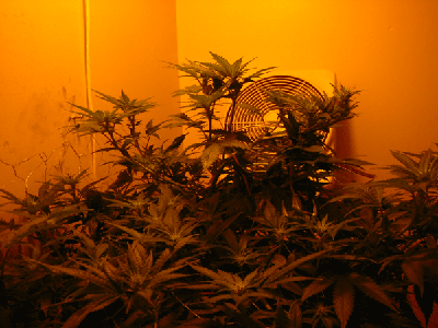 Unfortunately the power went out during a hurrican here so there was a 9 day dark period, so these plants are in between 11-20 days into flowering.