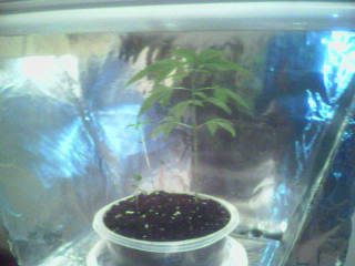 Front View of 3 plants, 2 are hard to see they are yet very small.