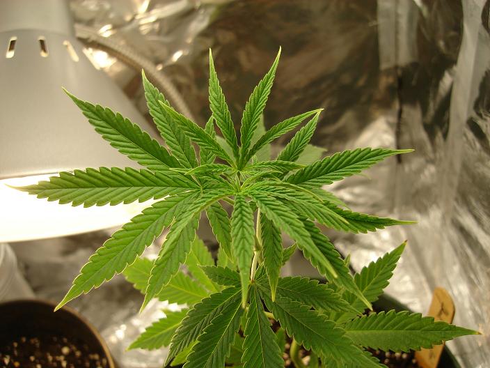 top view of my Skunk i topped her a few days ago i can see some new growth coming in