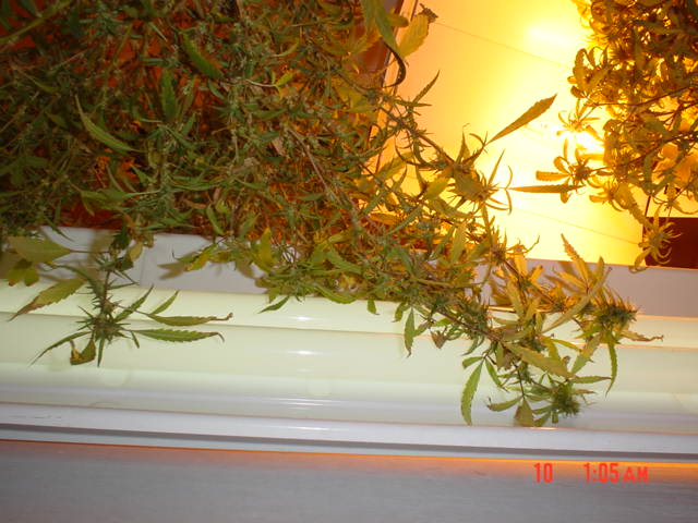 The buds from here are the best, and had the most crystals. Special Grow Light (PET Co.)
