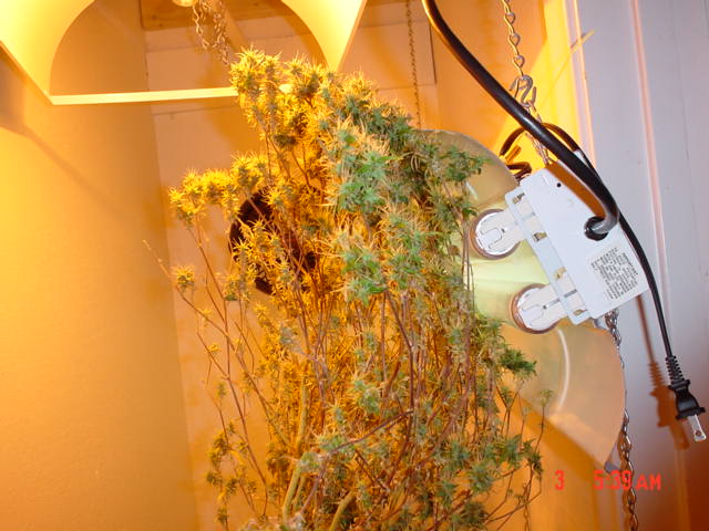 The Florescent Grow Lights 40W X 4.. man the bud that touch the light are the best and most potent....