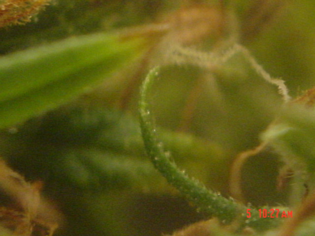 I let the crystals tell me when to harvest my plants, to see them i use a jeweler's loop 14X (10X will work). Any way, at first the crystals will be too small to see, but 2 weeks into flowering you should be able to see that the ends look like mushrooms,and they will apear clear (you can see through them),i look my plants over every day(looking at th crystals). when the crystals turn frosty or (opaque)it is time to harvest.
this is the best pic i could do with the cam. and the loop being used together together.