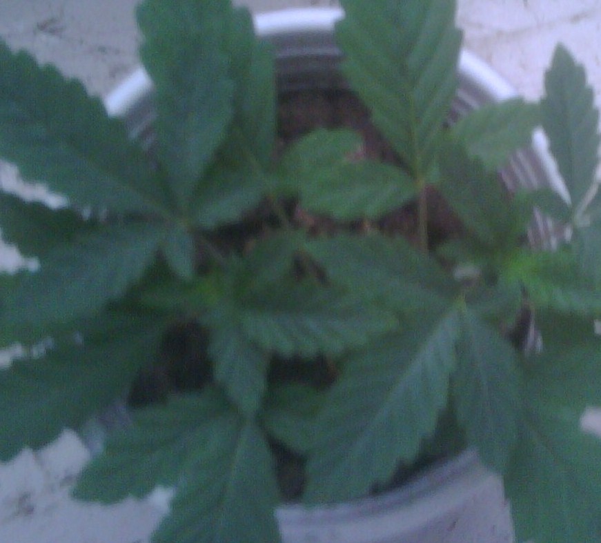 i think this 1 is retarded. the second set of leaves came out all fucked up. node split by itself and it has a third branch in the middle??? 