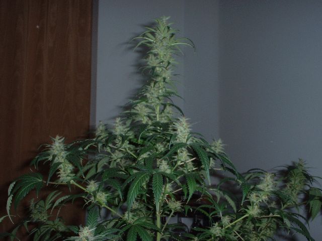 This is 1 of 2 plants grown from a bag of random seeds I got from a friend.  he said they were all skunk, but both are completely different, and i believe outdoor.  the buds grew small, yet still gave a wicked high and smooth tastey hits.  This plant tasted real sweet and fruity.