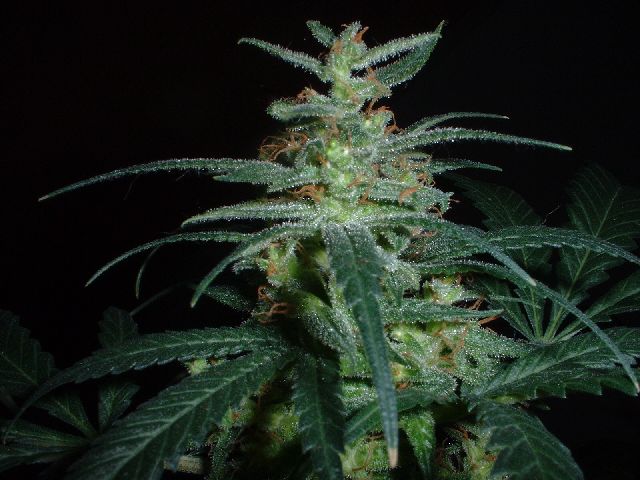 This is one of the smaller buds, just a cool picture i suppose