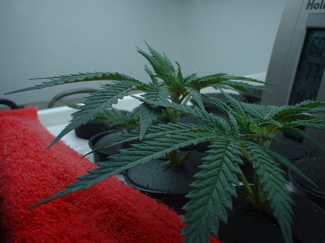 the first white widow cuttings.  using a power cloner 20.  it worked well with my first batch, hoping to have further perfected it on this try.  I have found that rooting works better if i use half of what the solution calls for per gallon.  The red towel is there to stop random splashes.