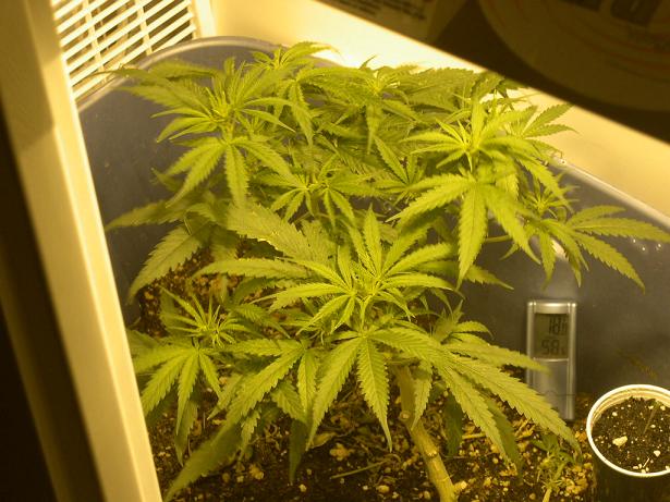 here is the re veg at 7 days of flower