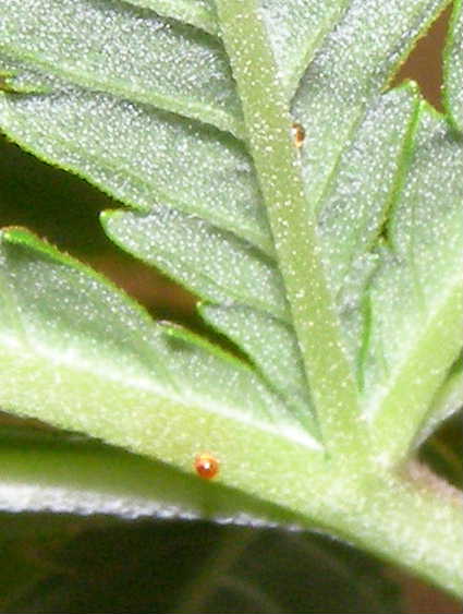 Close up photo of little red growths or whatever the heck they are