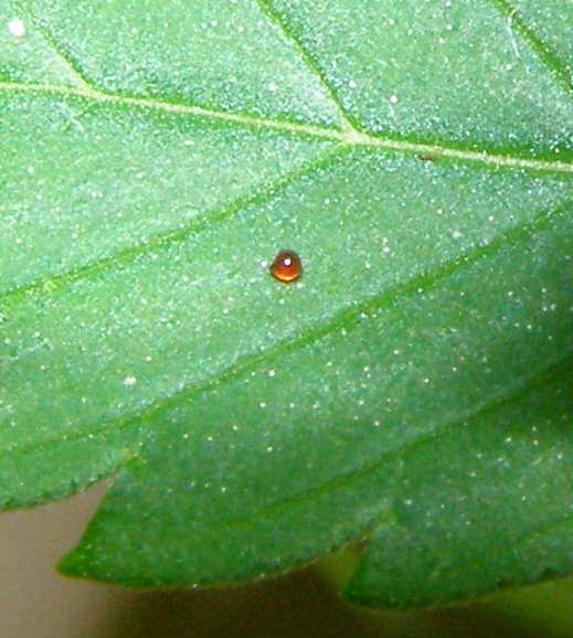 Close up photo of little red growths or whatever the heck they are