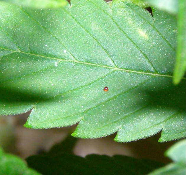 Close up photo of little red growths or whatever the heck they are