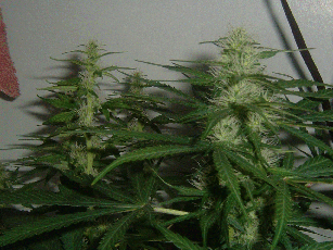 After 25 days, the one on the right is busting out with buds, but the one on the left isn't.  Can't figure out why.