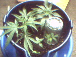 The first picture I took of the plants.

Picture quality is good.