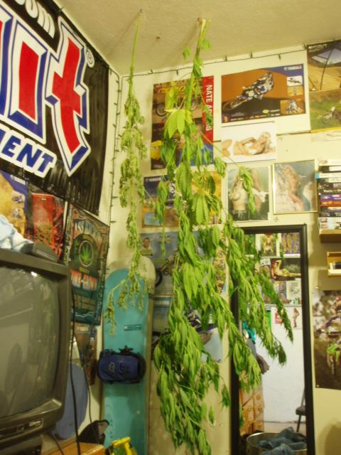 This thing is taller than me!Im going to dry them out and smoke em.