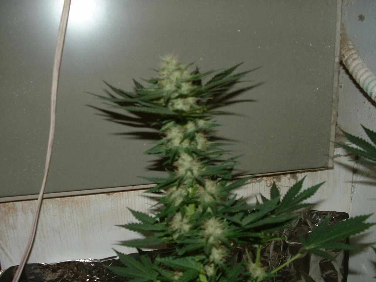 Flowering at 51 days