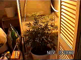 View of Plant in Grow Closet