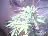 The plants got to big to where i couldnt talk them out of my room and use the webcam to take pictures so there smaller