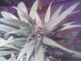 This is the Strong one i call her Chronic Haze cause its got white and red pistols everywhere all bunched up in to little buds this plant littarly splt by its self i didnt even know it did