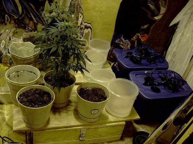 Only 1 female left. Started with 6 plants. Hydro sys. waiting to be used in the backgrown.